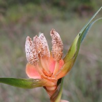 Freycinetia walkeri Solms
